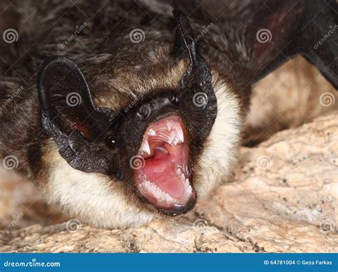 Part Coloured Bat Shows Teeth Stock Photo - Image of claws, frightening ...