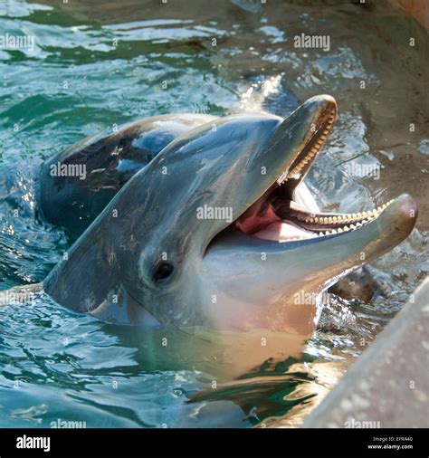 Dolphin eye close up hi-res stock photography and images - Alamy