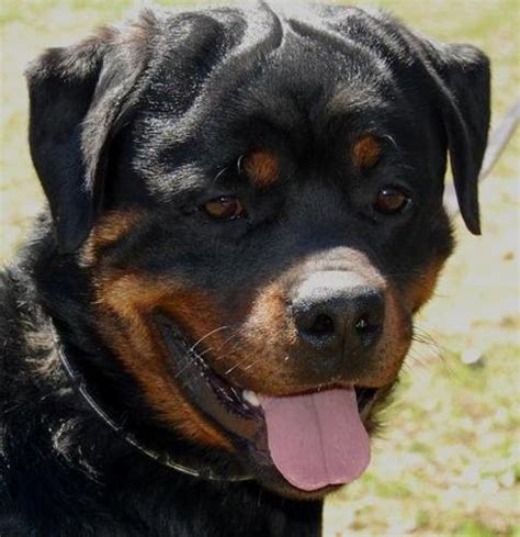 Rottweiler Puppy for Sale - Adoption, Rescue | Female, Male Rottweiler Puppy Adoption in Sparta ...