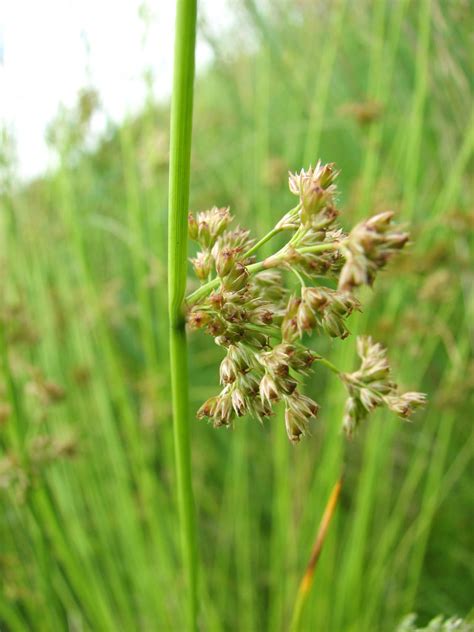 Juncus effusus Common Rush | Prairie Moon Nursery