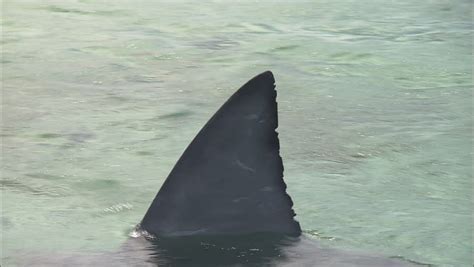 Great White Shark Fin Stock Footage Video 5854931 | Shutterstock