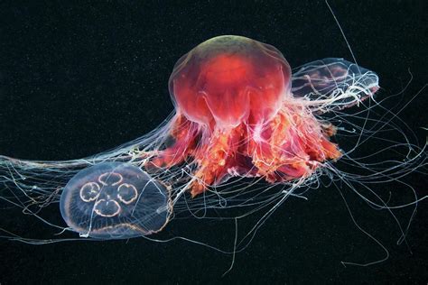 Jellyfish Feeding Photograph by Alexander Semenov - Fine Art America