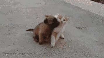 Funny Cat GIF - Funny Cat Dog - Discover & Share GIFs