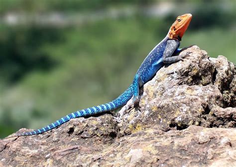 Agama agama | lizard | Britannica