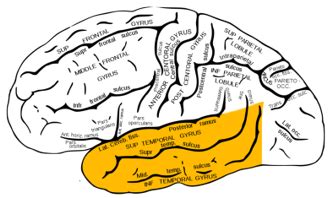 Semantic Memory | Examples of Processing & Encoding - Lesson | Study.com