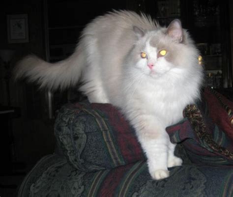 Ragdoll Cats Rescue | Benefits Of Adopting A Senior Cat