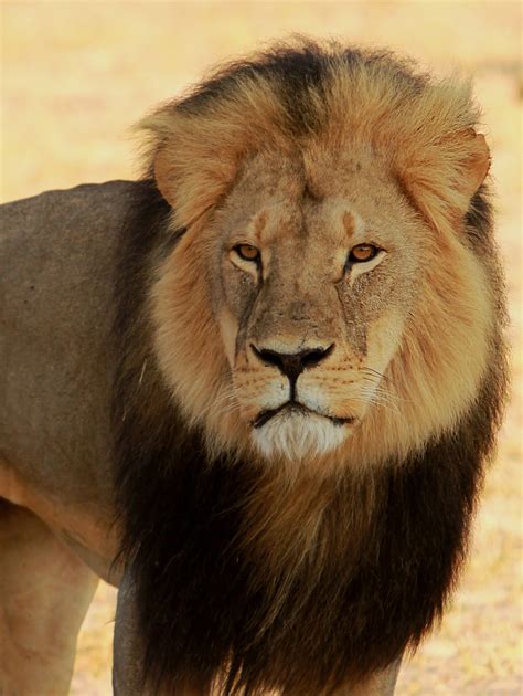 Cecil the Hwange Lion | A further photo of Cecil, taken in 2012 Park ...