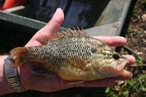 Warmouth Sunfish (Lepomis gulosus) | Canon 300D | Clinton & Charles Robertson | Flickr