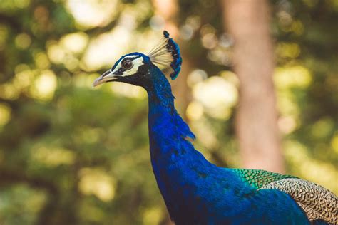 140+ Best Peacock Names - Inspiring Name Ideas For Your Pet Peacock - PetPress