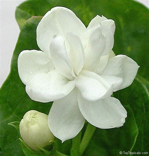 Kampupot Flower Images | Best Flower Site