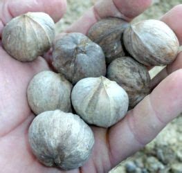 Hickory Nuts - Harvesting and Use | Wild food, Foraged food, Wild edibles