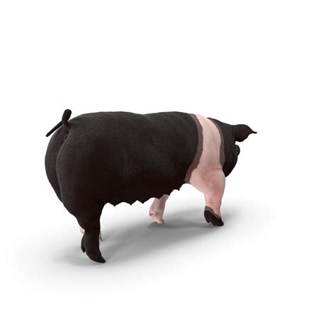 Hampshire Pig Facts: Origin, Size, Physical Characteristics, Pros, and Cons