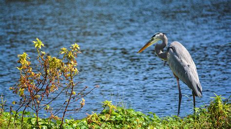 Great blue heron – Florida Hikes