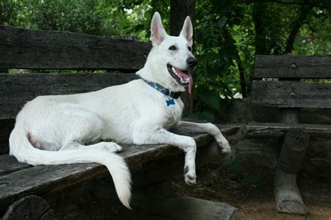 Pure White German Shepherd | Dog German Shepherds