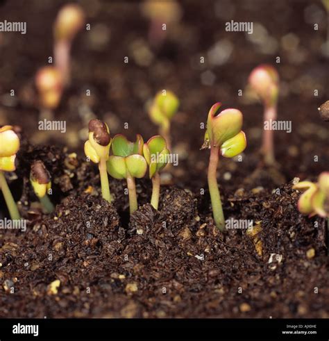 Cabbage Brassica oleracea seedlings germinating in a seed tray Stock ...