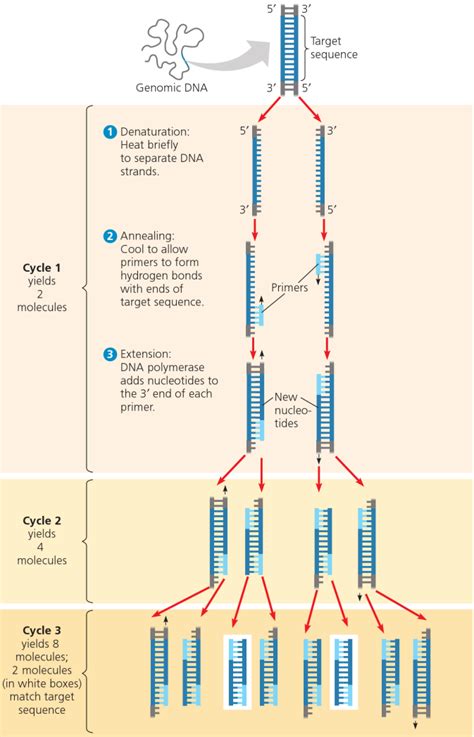 Polymerase Chain Reaction (PCR) : Principle, Procedure, Components, Types and Applications ...