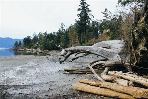 Coles Bay at the Saanich Inlet | Victoria Trails