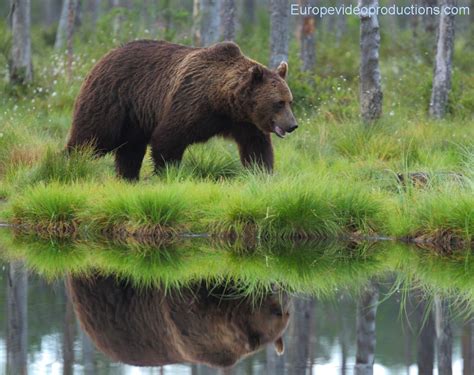 Brown bear in Kuhmo in East of Finland | Brown bear, Bear images, Bear