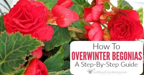 How To Overwinter Begonias Indoors (3 Easy Ways!) - Get Busy Gardening