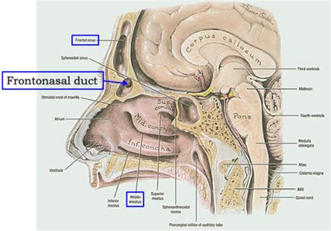 Nasal cavity adb paranasal sinues Flashcards | Quizlet