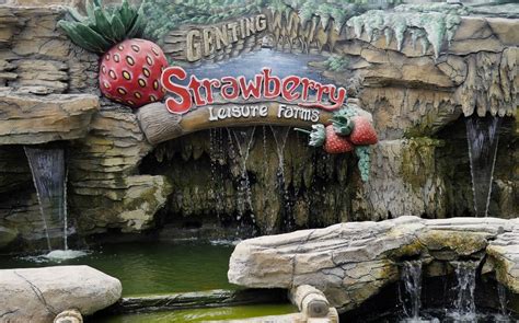 Genting Strawberry Leisure Farm, come enjoy fresh strawberries at this ...