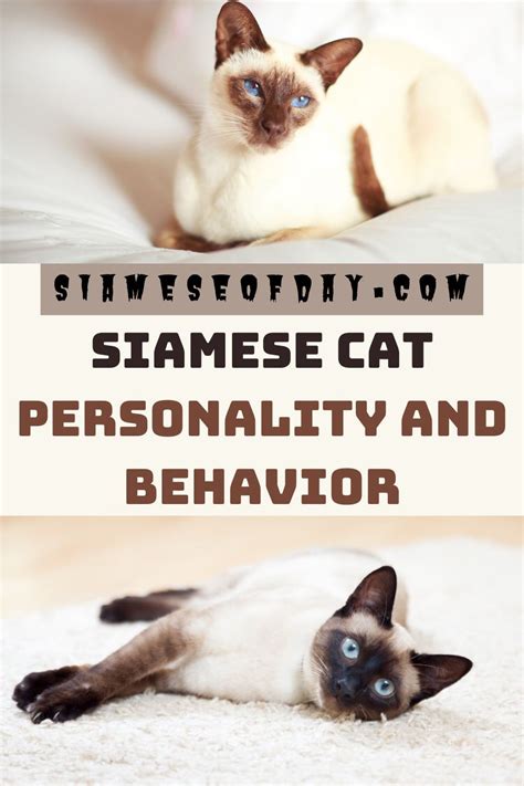 Siamese Cat: Personality and Behavior | Siameseofday | Cat ...