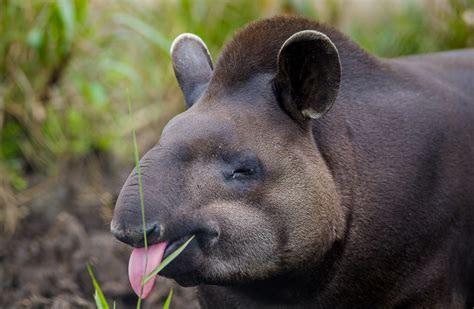 Amazon Rainforest Animals: A Jungle Jamboree - Rainforest Cruises