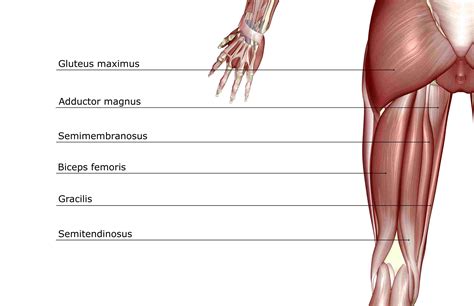 Hamstring Muscles