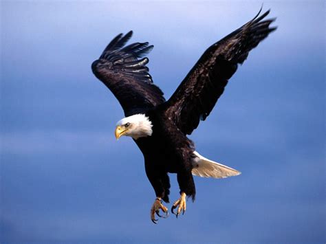 Eagle Flying HD Wallpapers - Top Free Eagle Flying HD Backgrounds ...