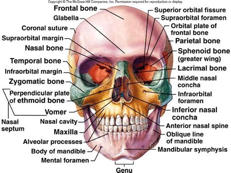 axial skeletal bones skull | Anatomy bones, Anatomy and physiology ...