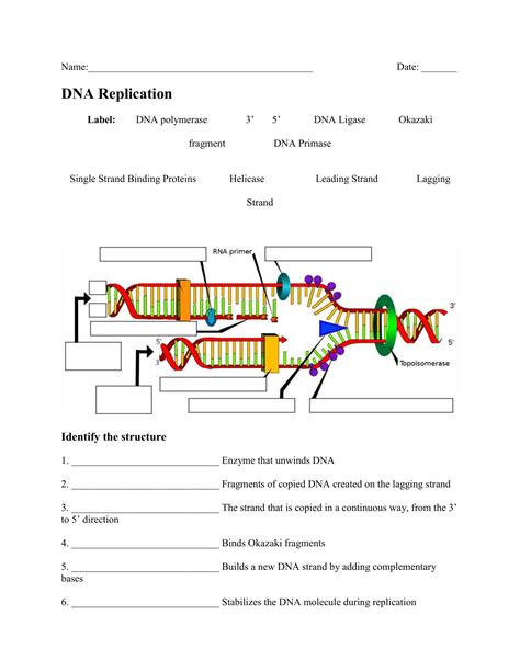 DNA Replication Worksheet