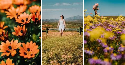 8+ Stunning, Drool-Worthy Places to See the Namaqualand Flowers