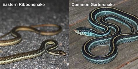 Common Gartersnake – Florida Snake ID Guide