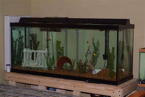 Photo #1 - My 120 Gallon Aquarium. - 11 Assorted Cichlids An...