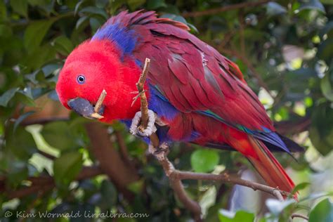 Eclectus Parrot « lirralirra