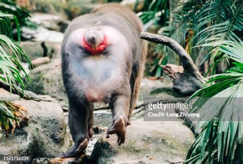 Mandrill Bottom Photos and Premium High Res Pictures - Getty Images