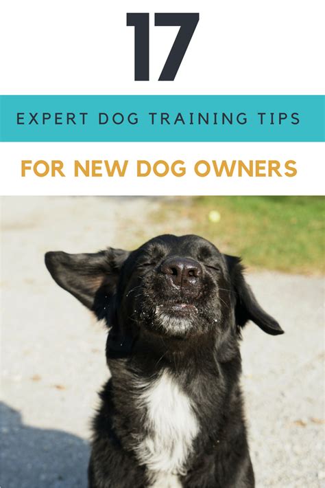 17 Expert Dog Training Tips For Beginners