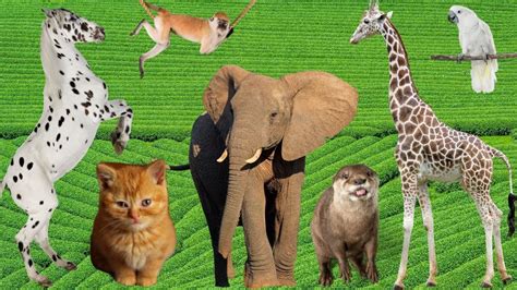 Distinguishing terrestrial animals - Horse, Elephant, Cat, Dog, Cow - Animal Sounds - YouTube