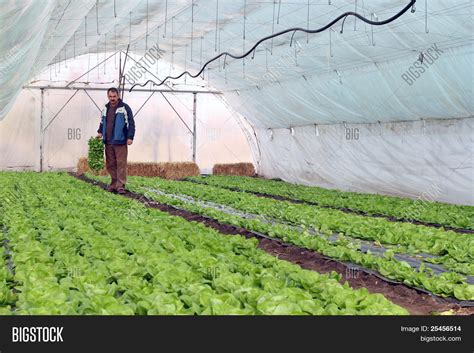 Greenhouse Vegetable Image & Photo (Free Trial) | Bigstock