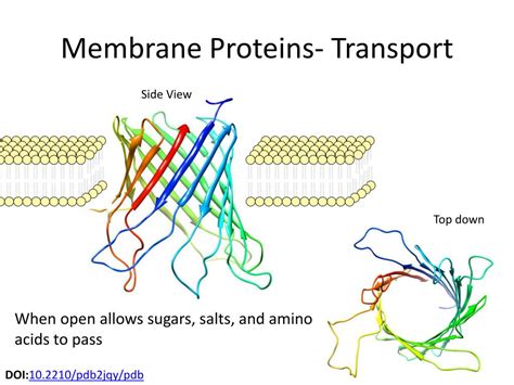 PPT - Membranes and Proteins PowerPoint Presentation, free download ...