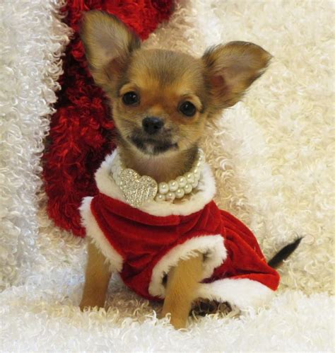 This adorable little girl is Dancer. She is a fawn sable long coat pure bred Chihuahua. Dancer ...