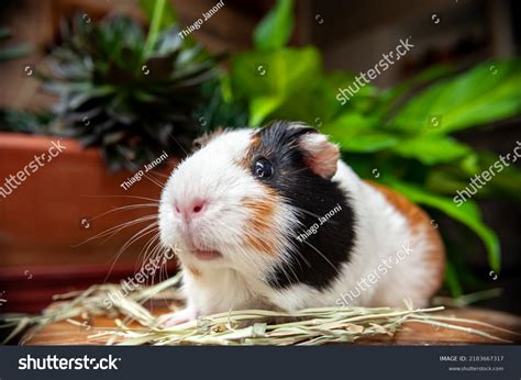 Cute Guinea Pig Eating Hay Stock Photo 2183667317 | Shutterstock