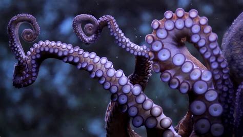 octopus suction cups description water Stock Footage Video (100% ...