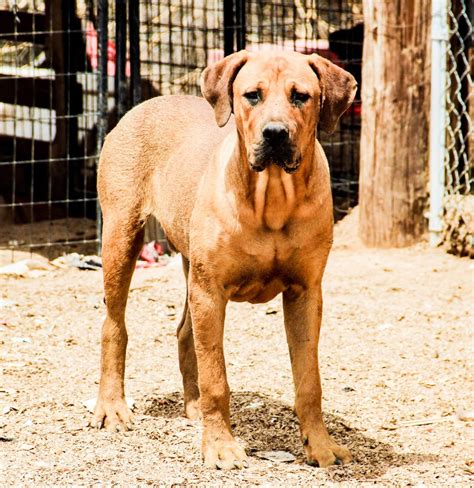 www.elitek-9.com #bandogge, #mastiff, #americanbandoggemastiff, #protectiondogs, #CEO, # ...