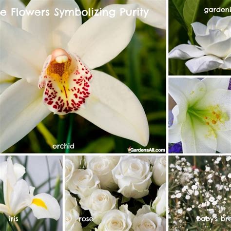 White Flower Meanings and Symbolism - GardensAll