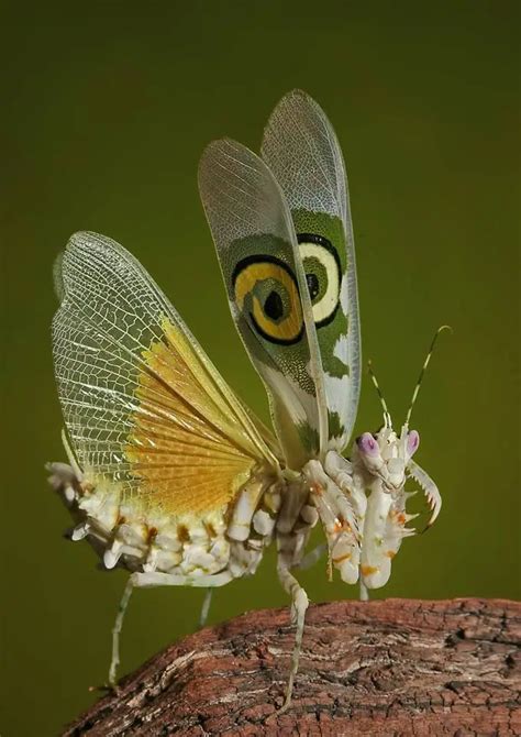 Camouflage Masters Spiny Flower Mantis - An Invisible Predator