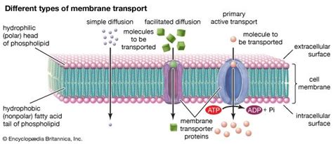 cell membrane: types of membrane transport - Students | Britannica Kids ...