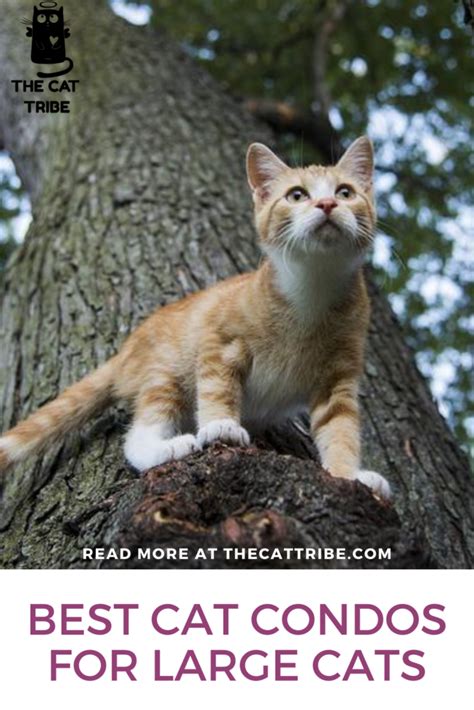 Best Cat Condos For Large Cats! Your Next Cat Condo Is Definitely One ...