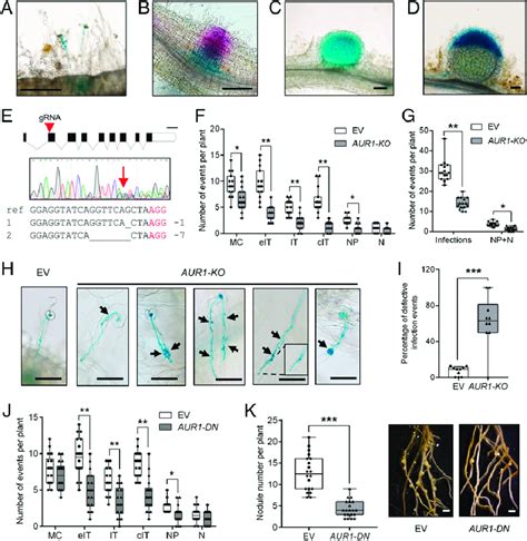 AUR1 contributes to rhizobial infection and nodulation. (A-D) Images ...