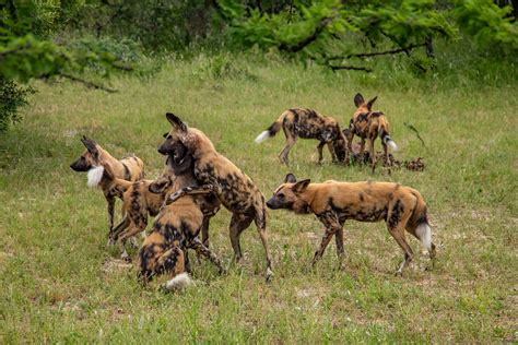 African Wild Dogs: Uncover the Mysteries of this Intriguing Predator